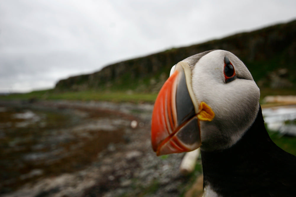 image of Atlantic puffin Puffin Spot Variety